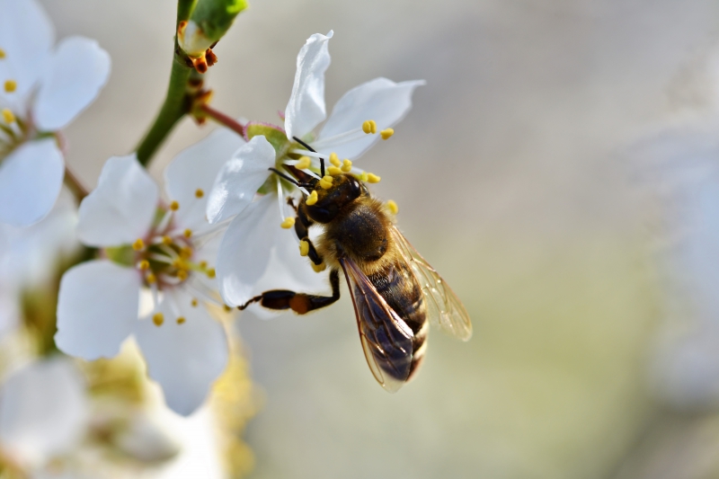 jardinerie-ST BLAISE-min_bee-4092986